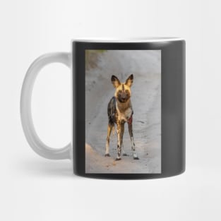 African Painted Dog, Hwange, Zimbabwe Mug